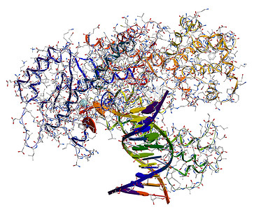 一、 脱氧核糖核酸聚合酶的酶，参与 dna 复制副本