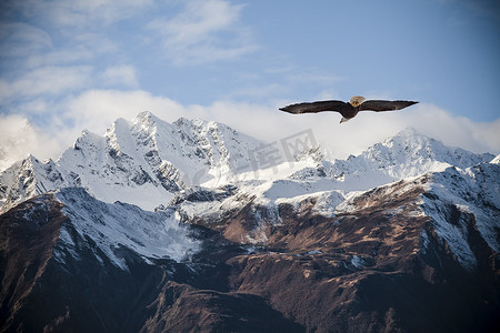 逆风飞翔摄影照片_阿拉斯加山脉与飞翔的雄鹰.