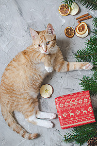 可爱的小姜小猫躺在柔软的白色人造毛皮毯子, 拿着红色纸盒圣诞新年概念葡萄酒