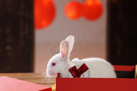 喜庆中过年摄影照片_新年礼物盒中的兔子