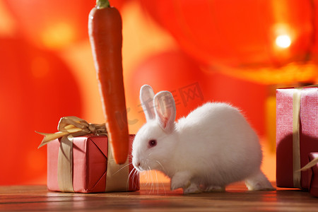 新年礼物盒和的兔子