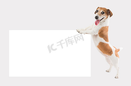  狗抱着推白空纸板（标语牌，海报，板 )