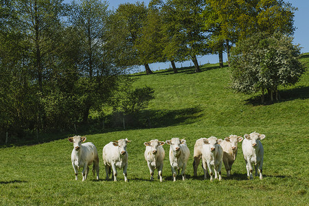 诺曼底摄影照片_在阳光明媚的日子里, 牛在草地上吃草。法国诺曼底。养牛和工业农业的概念。夏季乡土景观与家畜牧场