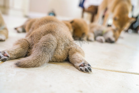 慵懒摄影照片_趴在地上睡觉的狗崽背影