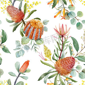 热带花卉图案摄影照片_澳洲水彩 banksia 花卉图案