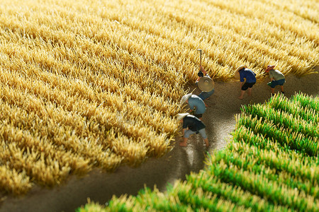创意稻田摄影照片_农民收割麦子