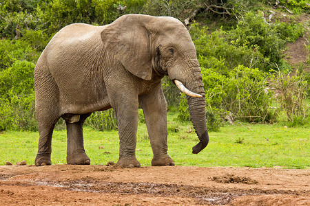 大象大全摄影照片_在一个水洞的雄性大象