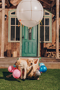 气球房子摄影照片_可爱拉布拉多小狗