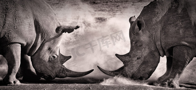 战斗，两个白犀牛在非洲大草原上纳库鲁湖之间的对峙