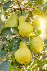 阳光的树下摄影照片_群的成熟梨的树分支