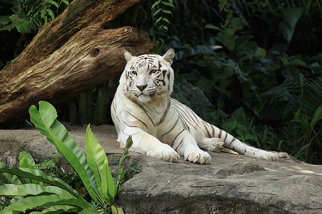 老虎厚涂摄影照片_白老虎躺在新加坡动物园的岩石上 