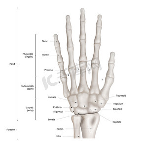 人手骨解剖系统图表图前视-3d-人体解剖学-医学图-教育和人体概念-在白色背景下隔离