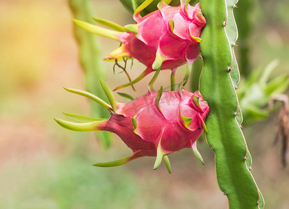 关闭年轻的粉红色的龙果或火龙或 pitahaya 水果挂在树上有机农场