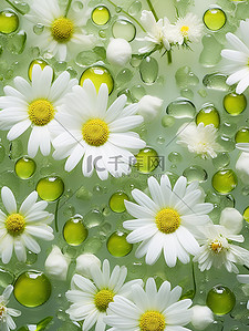 清新雏菊背景图片_清新美丽小白雏菊花朵背景18