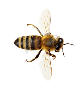 蜜蜂翅膀振动摄影照片_蜜蜂 