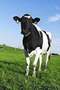 黑色和白色荷斯坦 friesian 牛