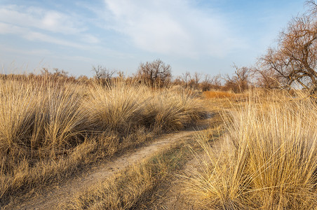 哈萨克斯坦摄影照片_砂春天的草原。树木和蓝蓝的天空背景上的沙子。哈萨克斯坦的大草原