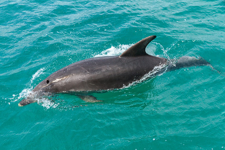 一种常见的海豚 (delphinus delphs), 在新西兰的群岛湾的水面上。背部的划痕可能是与船只碰撞造成的. 