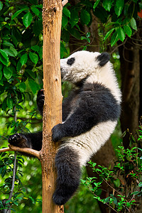 大熊猫在中国