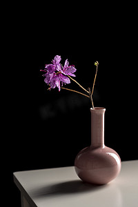拉布拉多茶，放在桌子上的花瓶里，背景是黑色的
