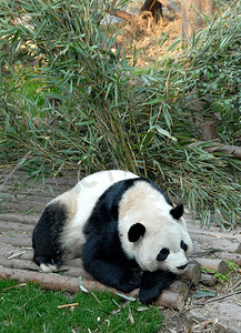 四川成都大熊猫保护区（成都大熊猫繁育研究基地）的大熊猫。熊猫熊坐在木制的甲板上.熊猫出生在这里。中国成都保护区大熊猫