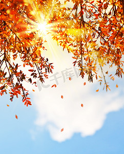 背景边框蓝色摄影照片_美丽秋天树叶背景边框