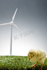 看黄色摄影照片_一只小鸡在草地上