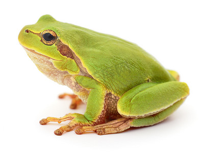 孤立的绿色青蛙.