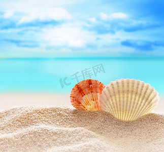 贝壳沙滩摄影照片_ 沙滩上的贝壳 