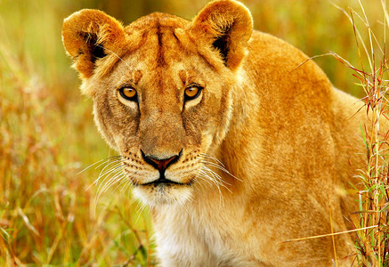 香港赛马摄影照片_美丽的野生非洲母狮
