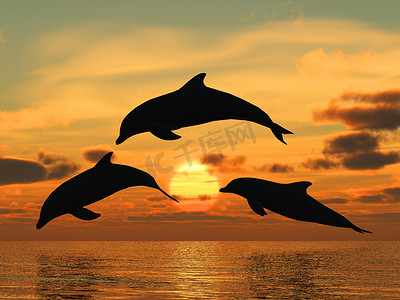 海豚黄色日落