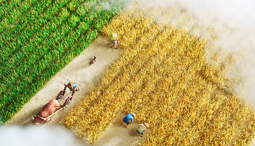 农民们在稻田里劳作