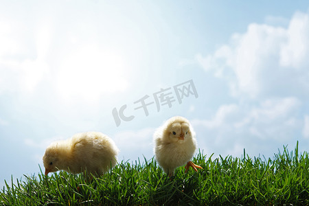鸡草地摄影照片_两只小鸡在草地上