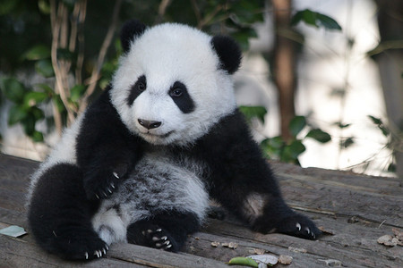 小熊猫学习爬行，成都熊猫基地，中国