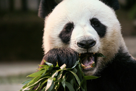 在泰国 chaingmai 动物园熊猫.