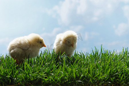 鸡草地摄影照片_两只小鸡在草地上