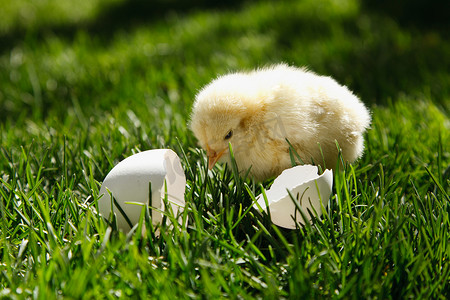 鸡草地摄影照片_一只小鸡站在草地上