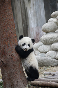 中国成都熊猫大本营树下的小熊猫