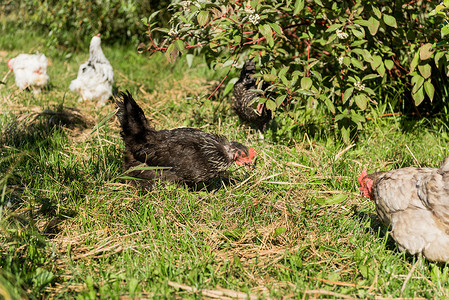 农场草地草地上的鸡群选择重点