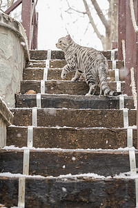 石阶上的可爱花斑猫