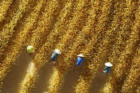 农民们收割麦子