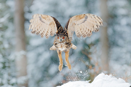 猫头鹰从雪开始。在寒冷的冬天, 在雪地森林里飞欧亚鹰猫头鹰, 翅膀上有雪片。欧洲野生动物, 德国。猫头鹰在自然栖所。鸟行动场面. 