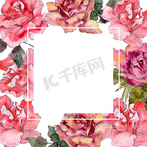 粉红玫瑰花植物花。野生春叶野花分离。水彩背景插图集。水彩画时尚水族馆隔离。框架边框装饰正方形.