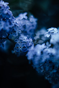natural background of small blue flowers, macro photography of plants with blurring and art fuzziness