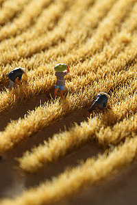 田地摄影照片_农民们收割麦子