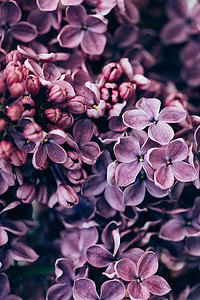 紫色丁香花背景的全帧图像 