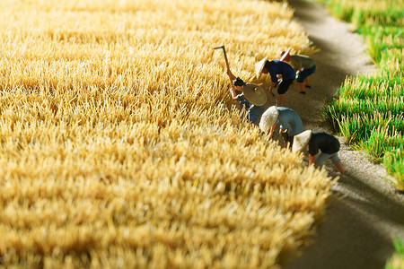田地摄影照片_农民收割麦子