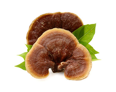 mushroom摄影照片_Ganoderma Lucidum Mushroom在白色背景下隔离