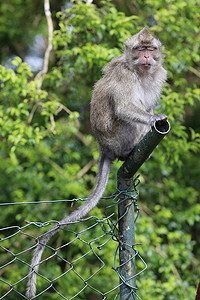 猴子坐在树附近的金属管上。模糊的背景