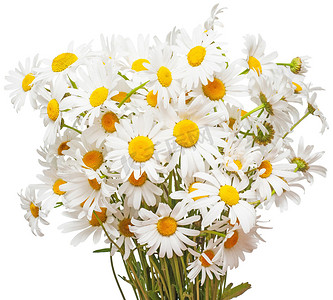 大白背景摄影照片_在白色背景上隔离的大白雏菊花束。F